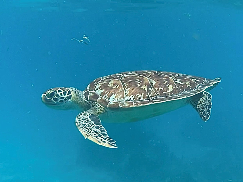 Jour 3 - Plongée tortues